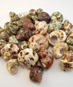 30 Select Assorted Turbo Hermit Crab Shells Lot 3/4