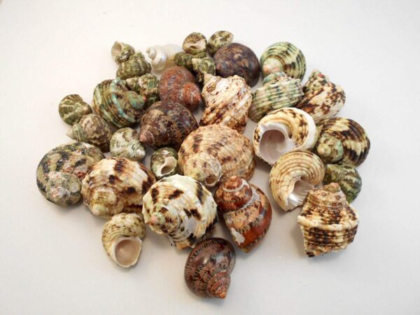 30 Select Assorted Turbo Hermit Crab Shells Lot 3/4"-2" size (opening 5/8"-1") Seashells - Includes Polished Tapestry Turbos, Silver Turbos, Silver Mouth Turbos and more.